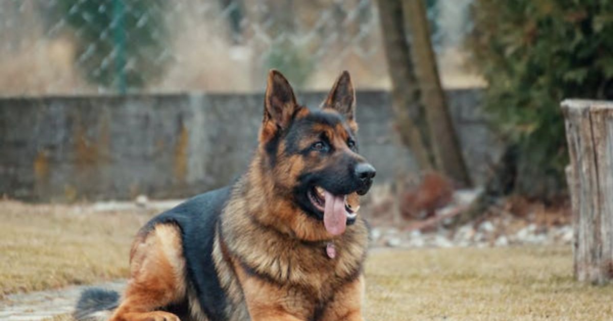Best service dog breeds for anxiety and PTSD