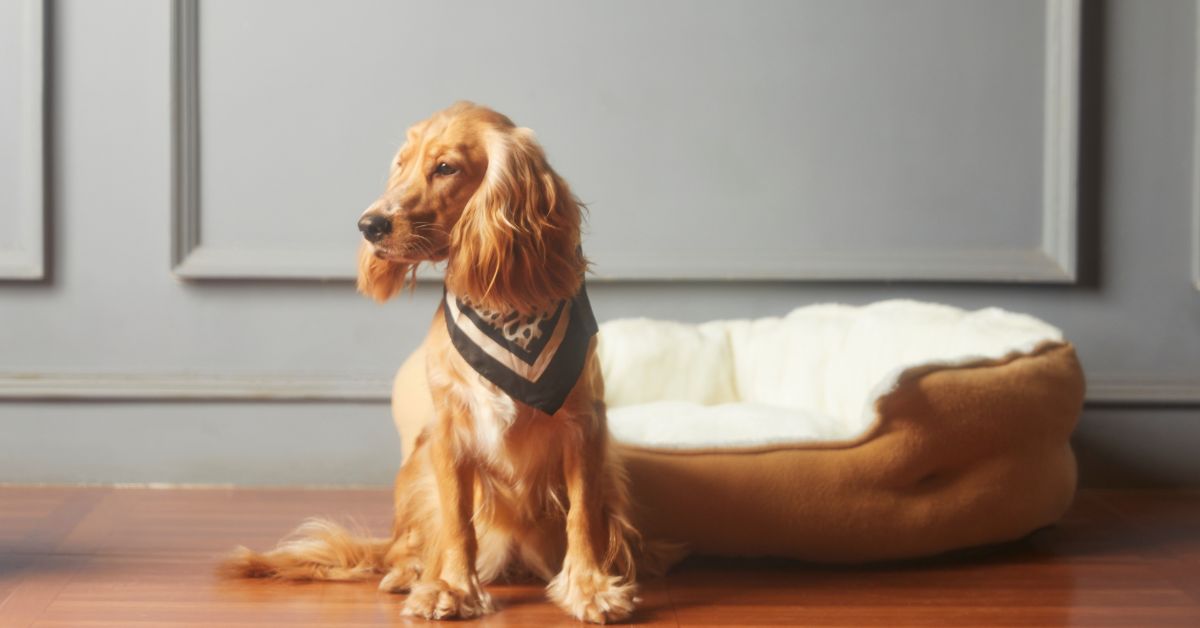 Common Dog Behavior Problems and Solutions