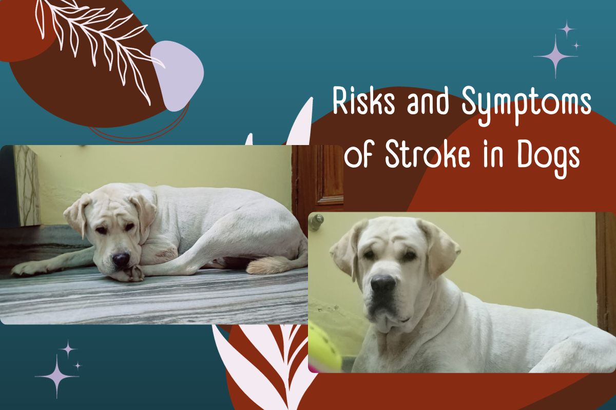 Risks and Symptoms of Stroke in Dogs