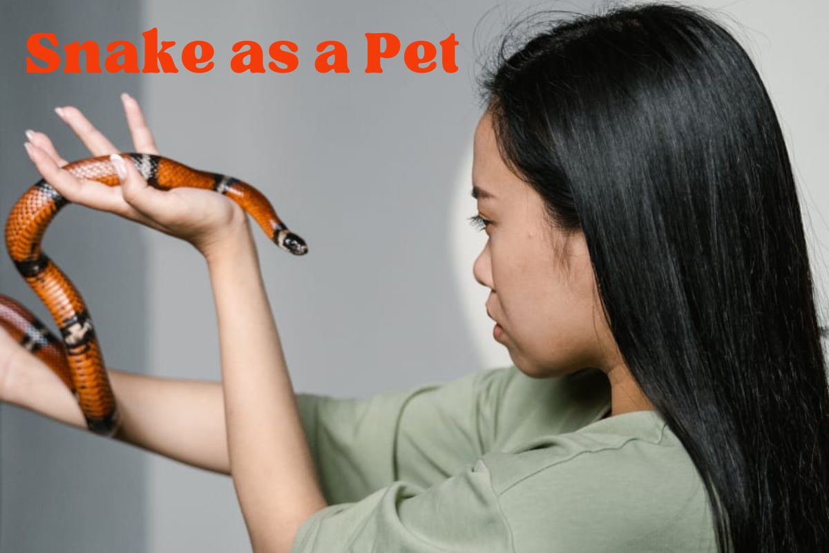 Snake as a Pet
