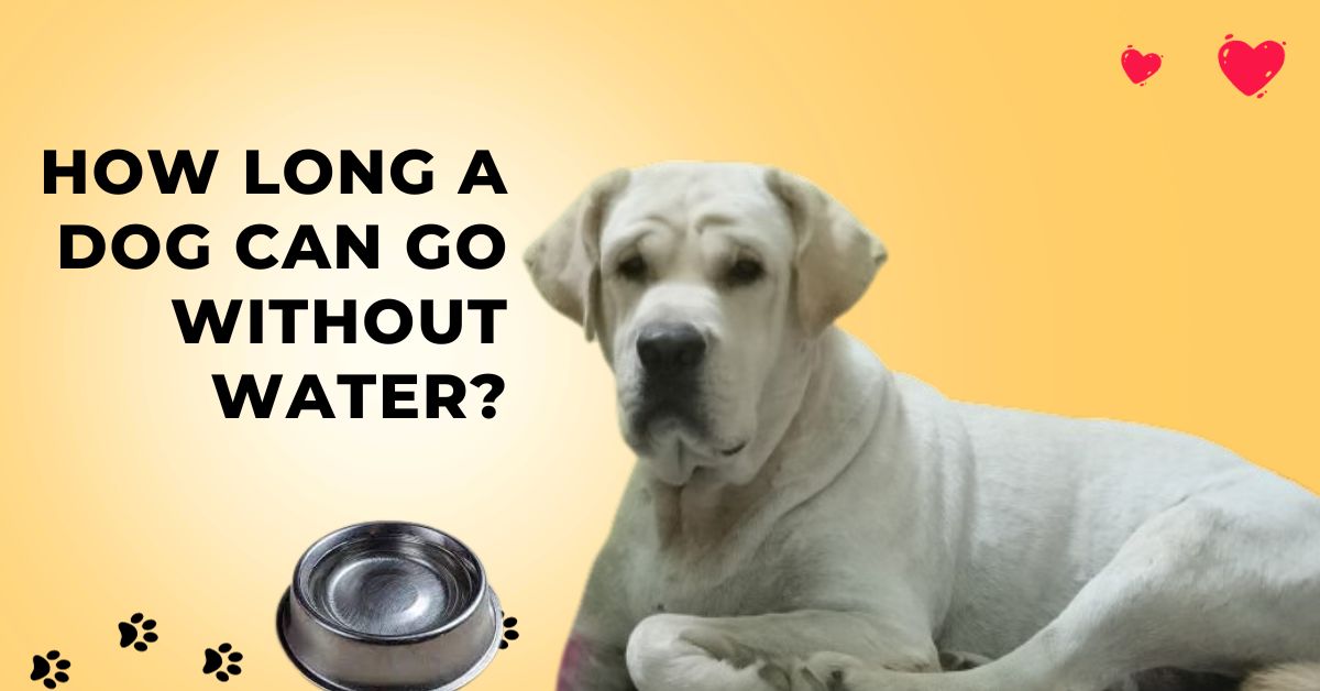 How long a dog can go without water?