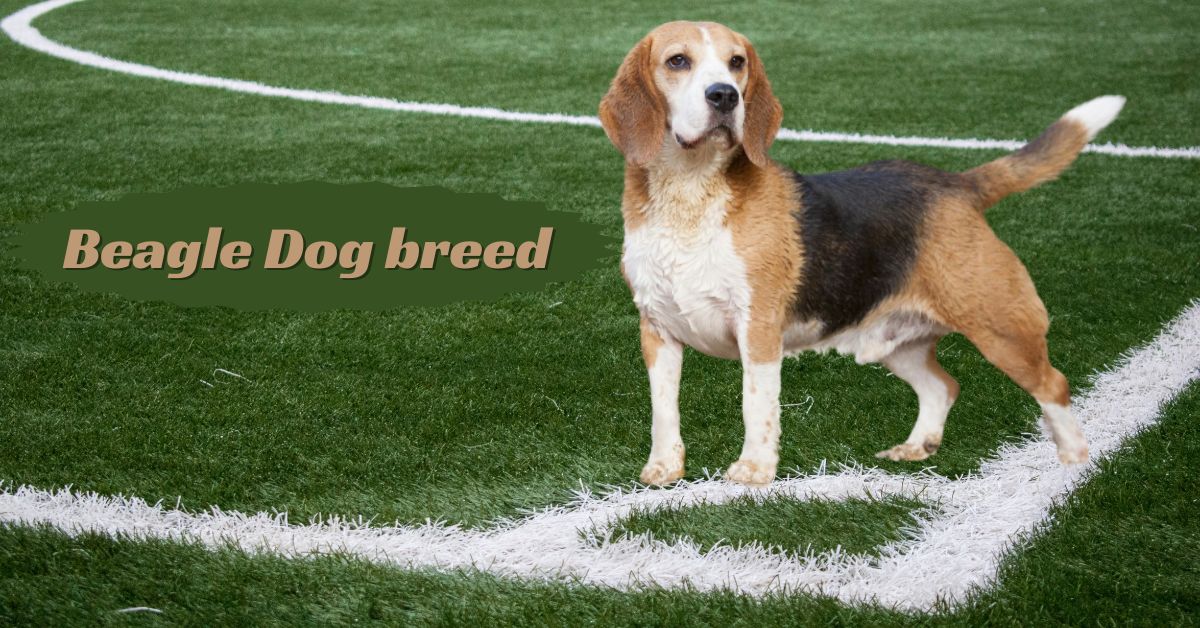 Beagle Dog breed