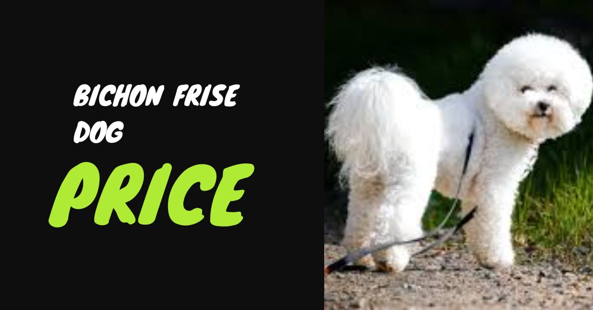 Bichon Frise dog price: