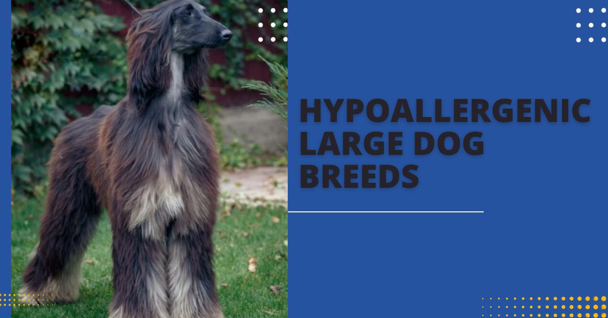 Hypoallergenic Large Dog Breeds