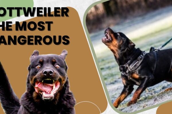 Rottweiler the most dangerous dog