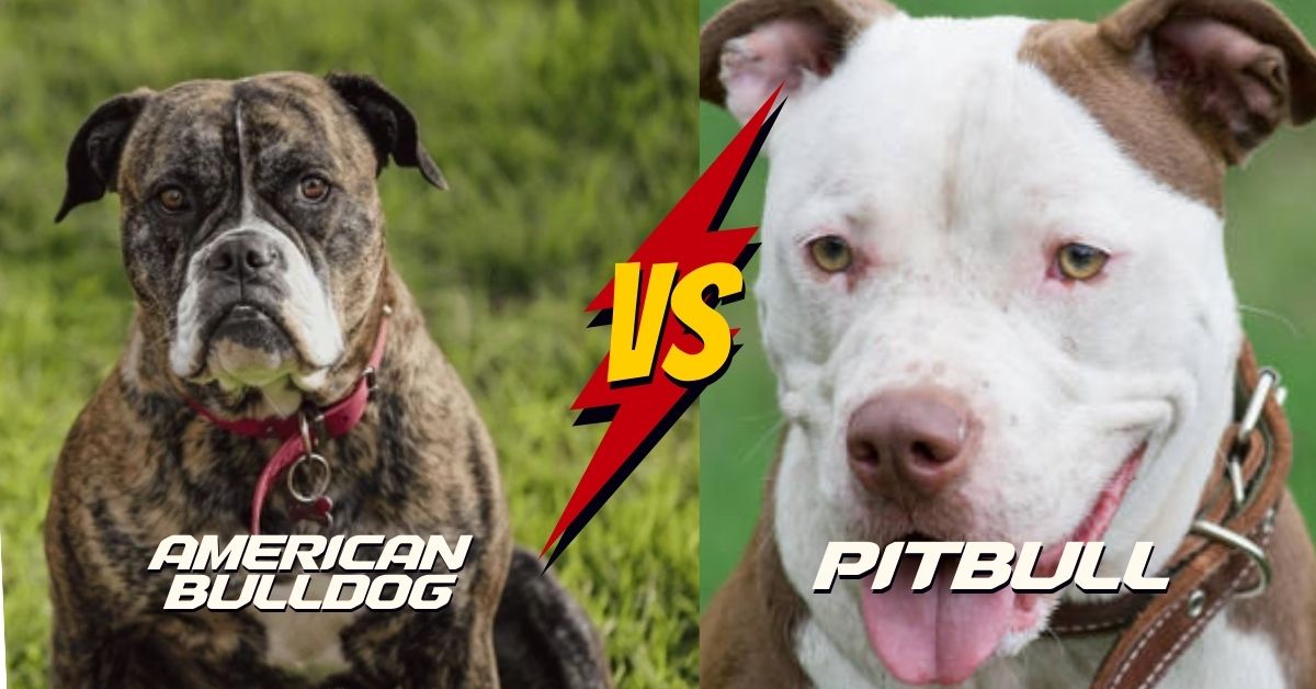 Is the American Bulldog a Pitbull