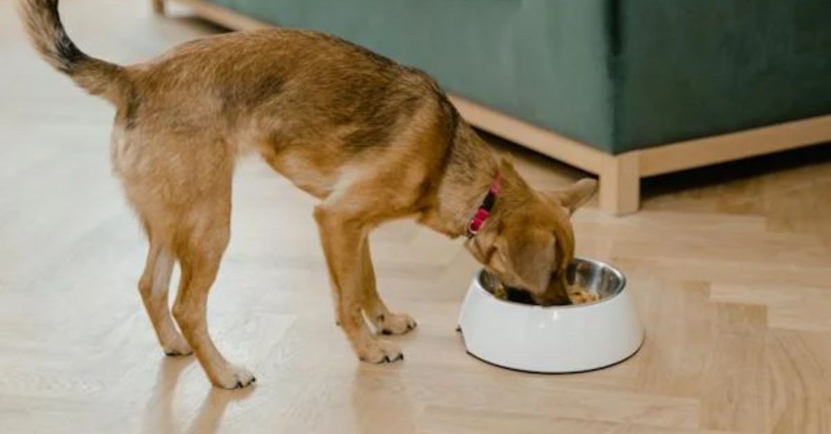 Is your dog's food safe
