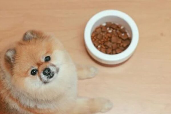 Pros and Cons of grain-free dog food